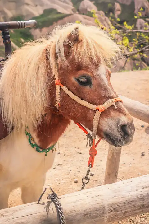 Poney club mobile pour fêtes enfants